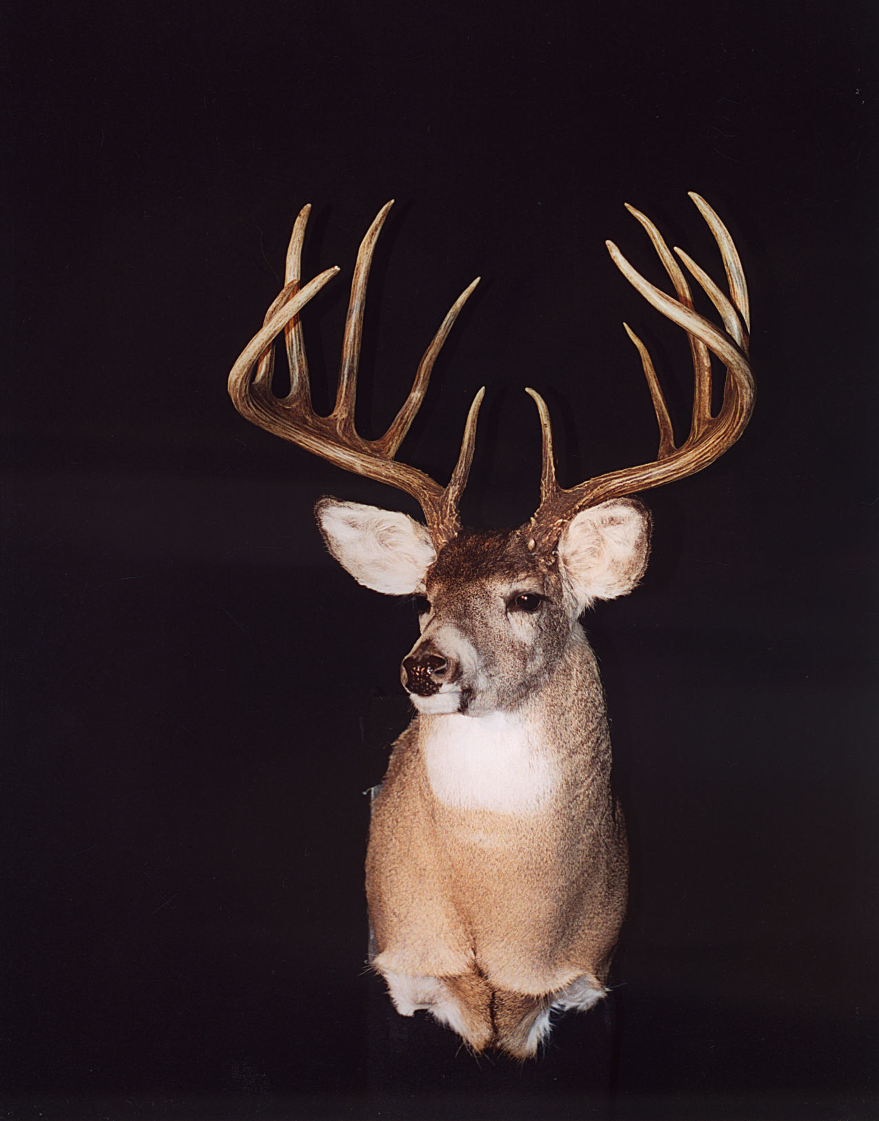Whitetail
